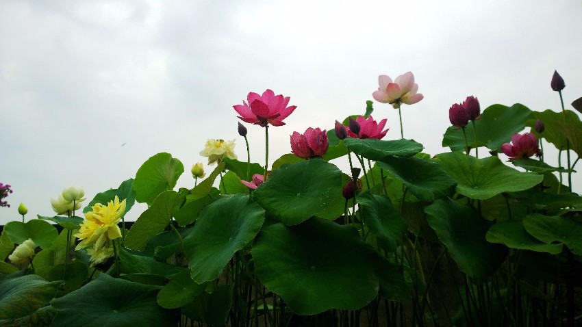 WP_20160705_06_34_10_Pro.jpg