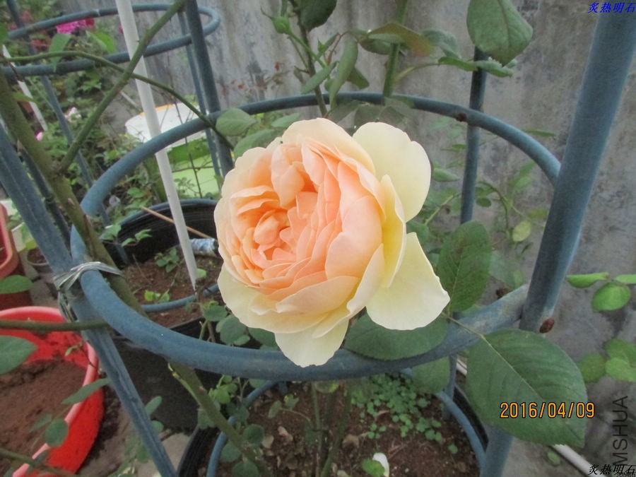 IMG_3785_nEO_IMG.jpg