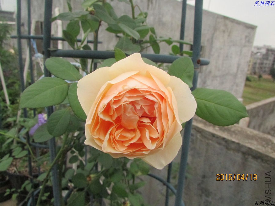 IMG_4233_nEO_IMG.jpg