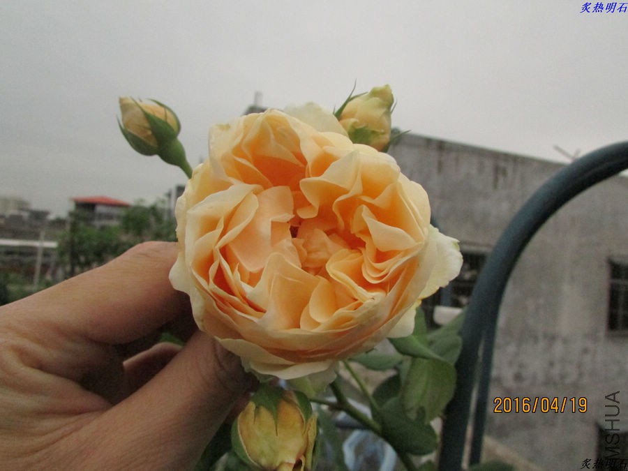 IMG_4234_nEO_IMG.jpg