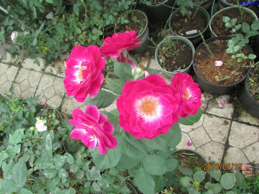 IMG_4316_nEO_IMG.jpg