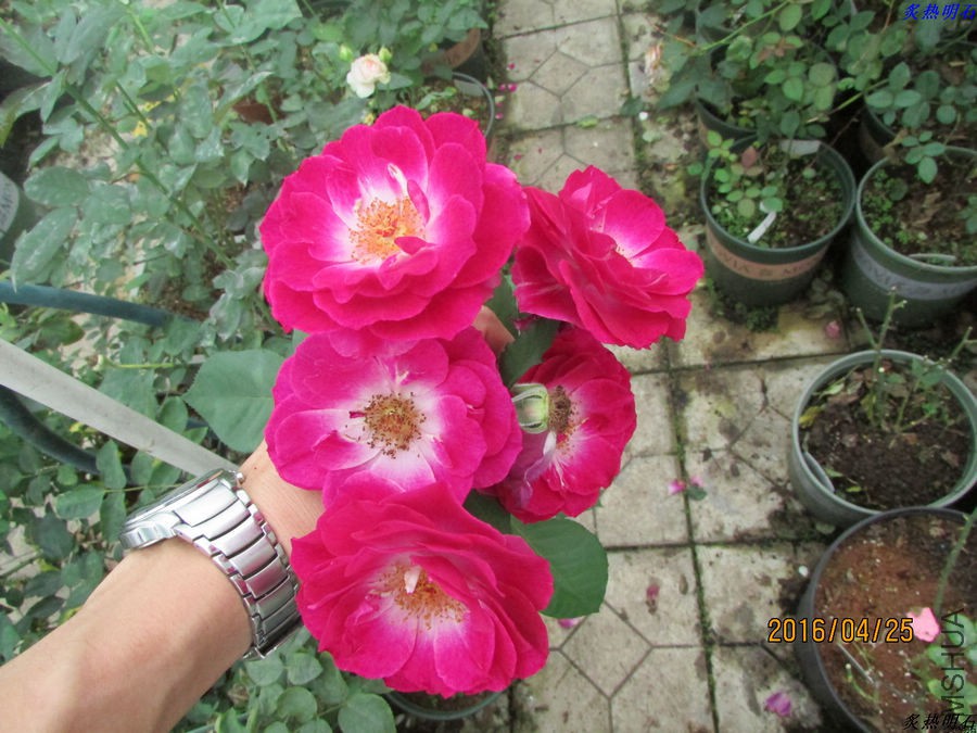 IMG_4317_nEO_IMG.jpg