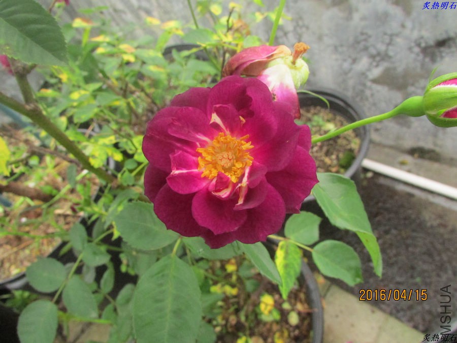 IMG_3980_nEO_IMG.jpg