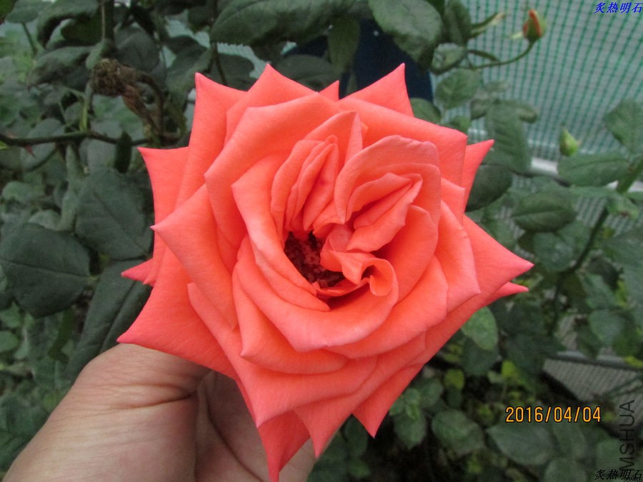 IMG_3627_nEO_IMG.jpg