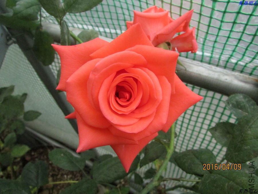 IMG_3775_nEO_IMG.jpg