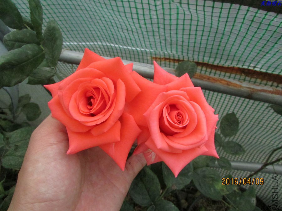 IMG_3777_nEO_IMG.jpg