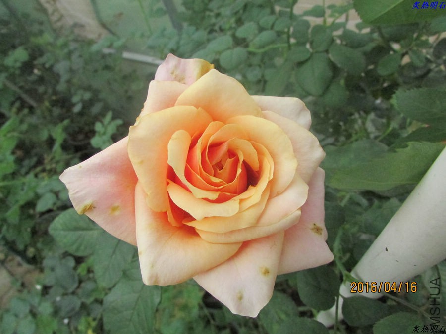 ӣ�Ұ�����