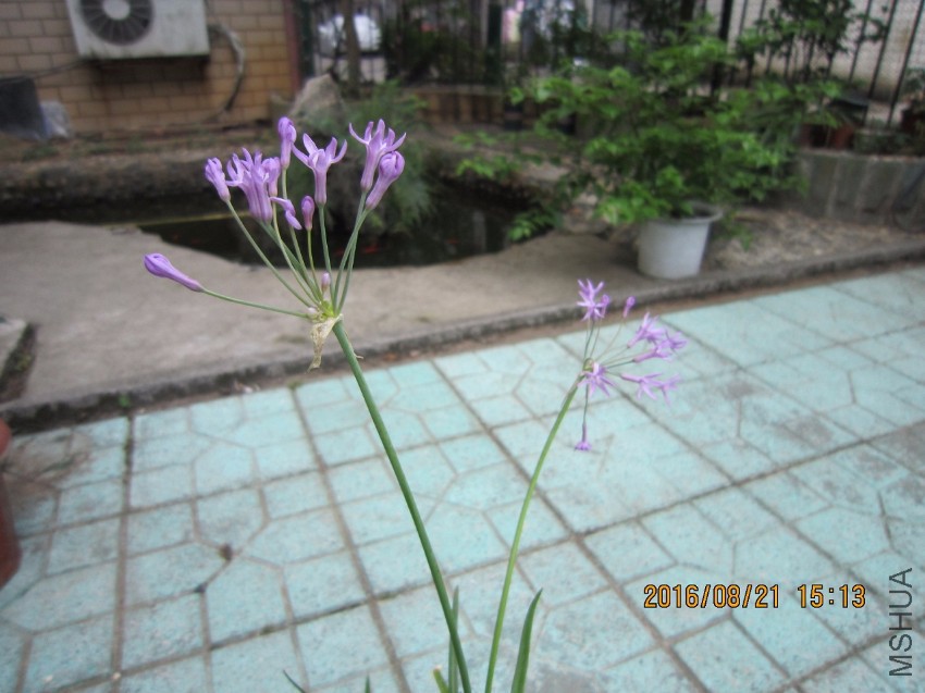 IMG_7680.JPG
