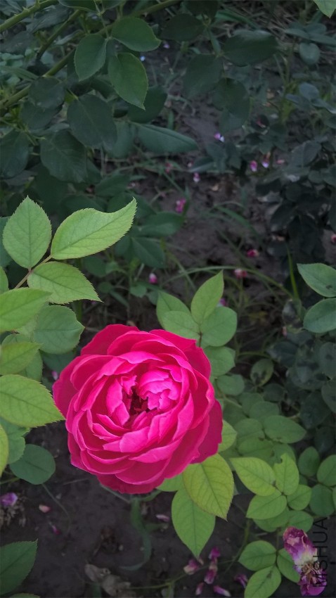 WP_20160821_18_36_05_Pro.jpg