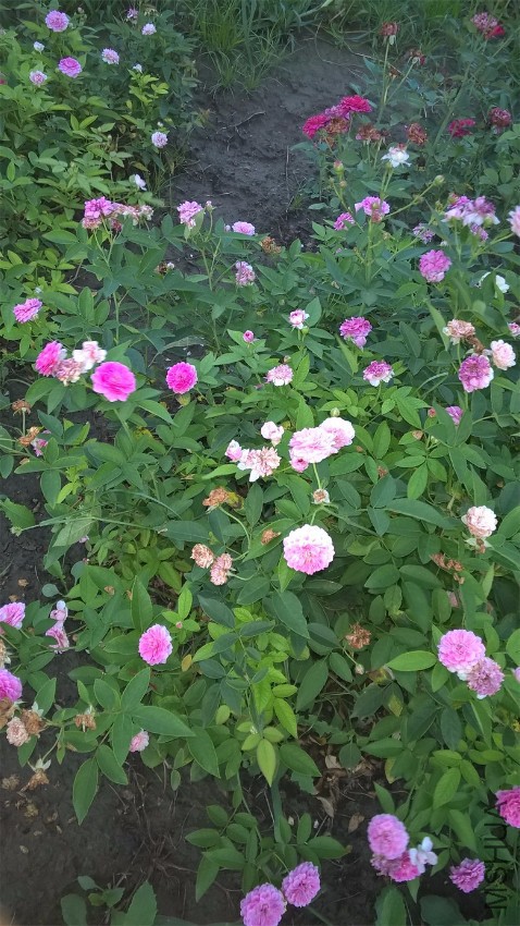 WP_20160821_18_41_32_Pro.jpg