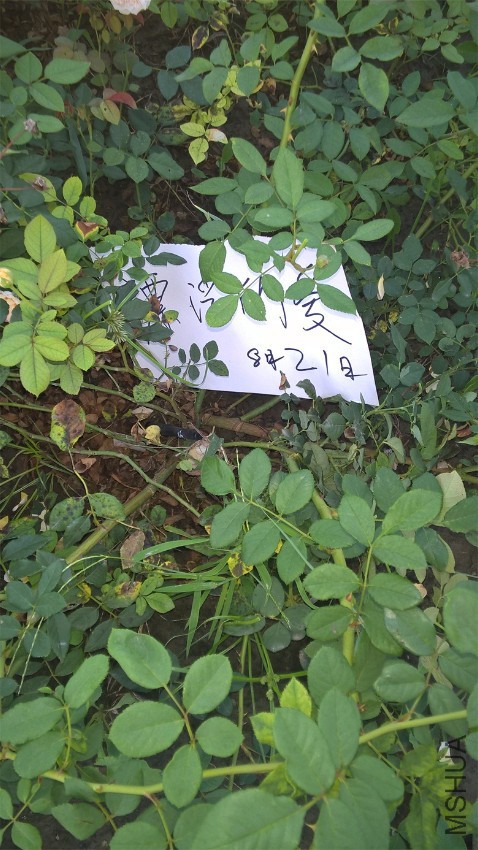 WP_20160821_18_43_03_Pro.jpg