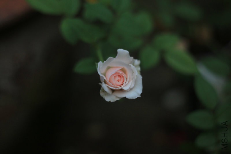 IMG_0786.JPG