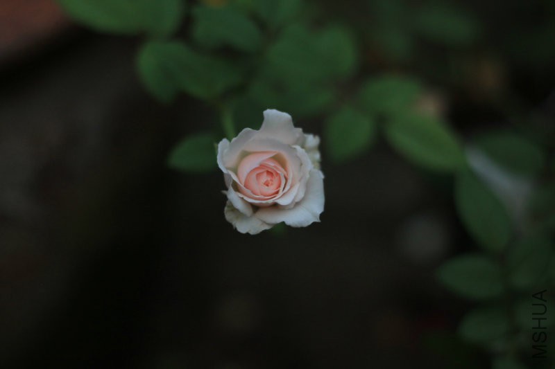IMG_0787.JPG