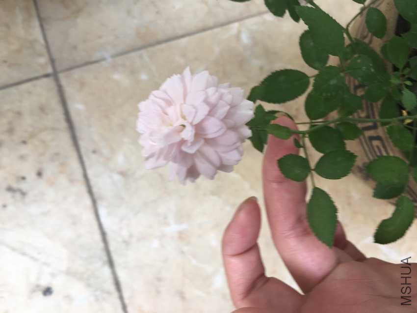 image.jpeg