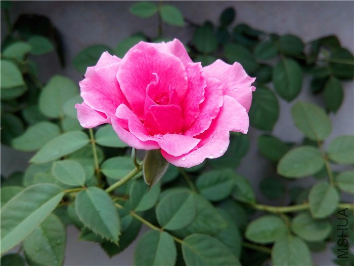 DSC_0408.JPG