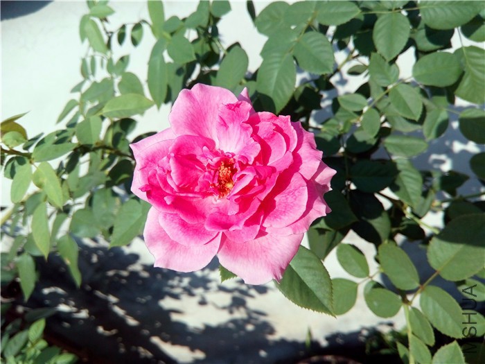 DSC_0439.JPG