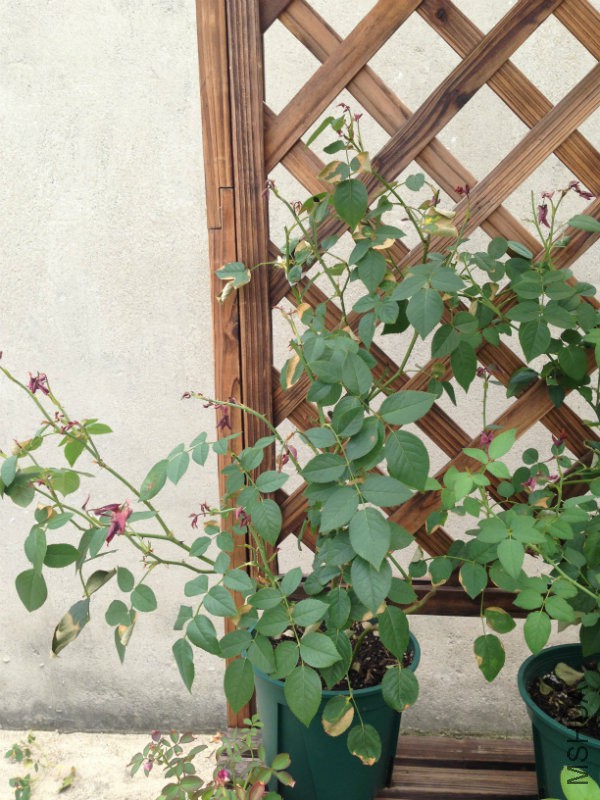 2016-08-20 121324.jpg
