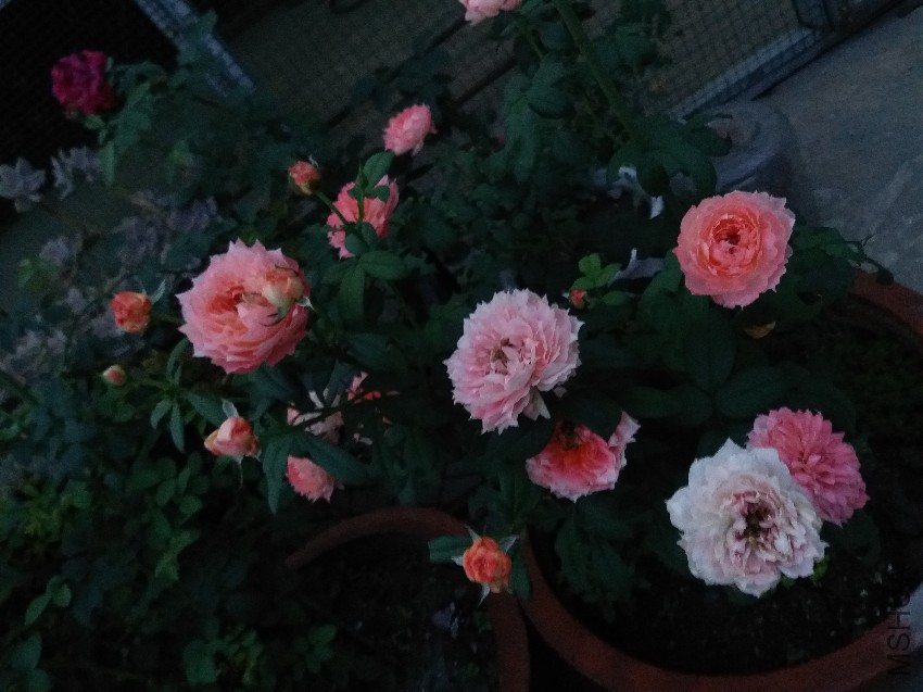 20160822_062813.jpg