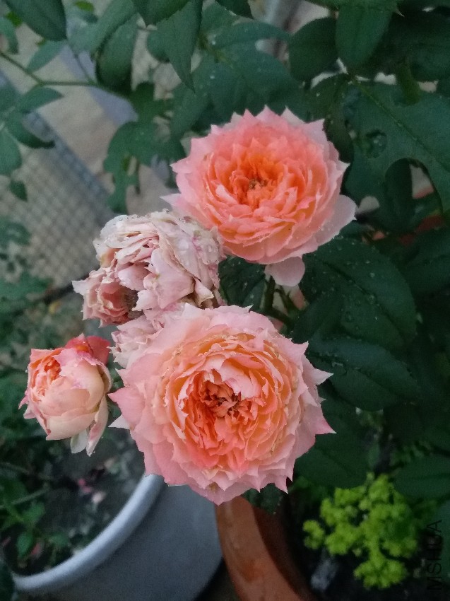 20160822_064732.jpg