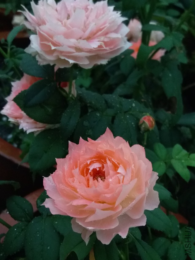 20160822_064720.jpg