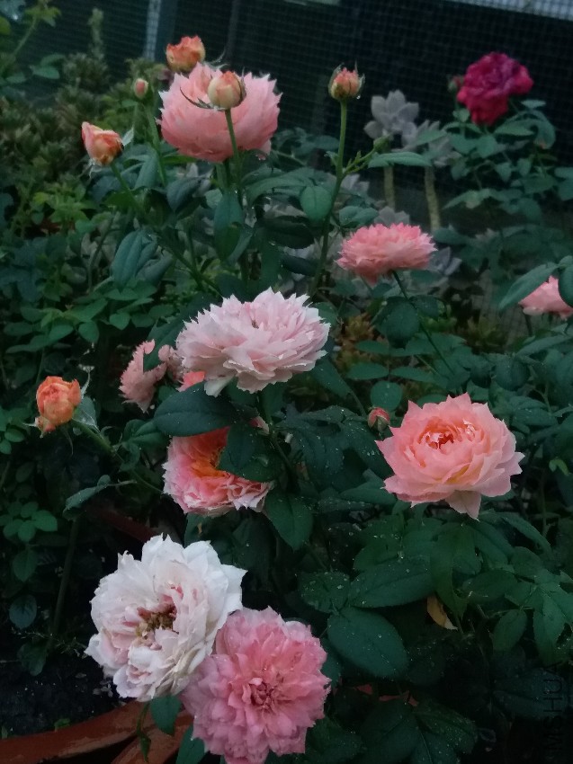 20160822_064746.jpg