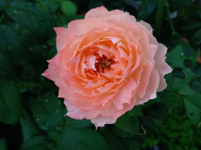 20160822_071851.jpg