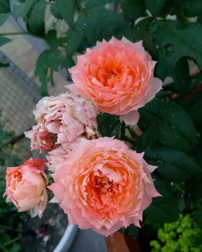 20160822_074119.jpg