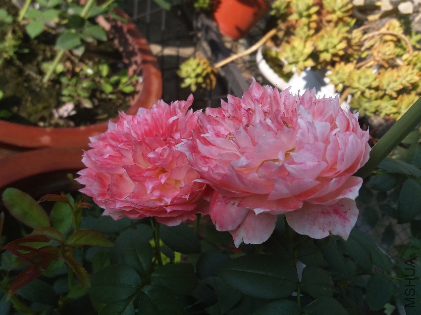 20160731_175729.jpg