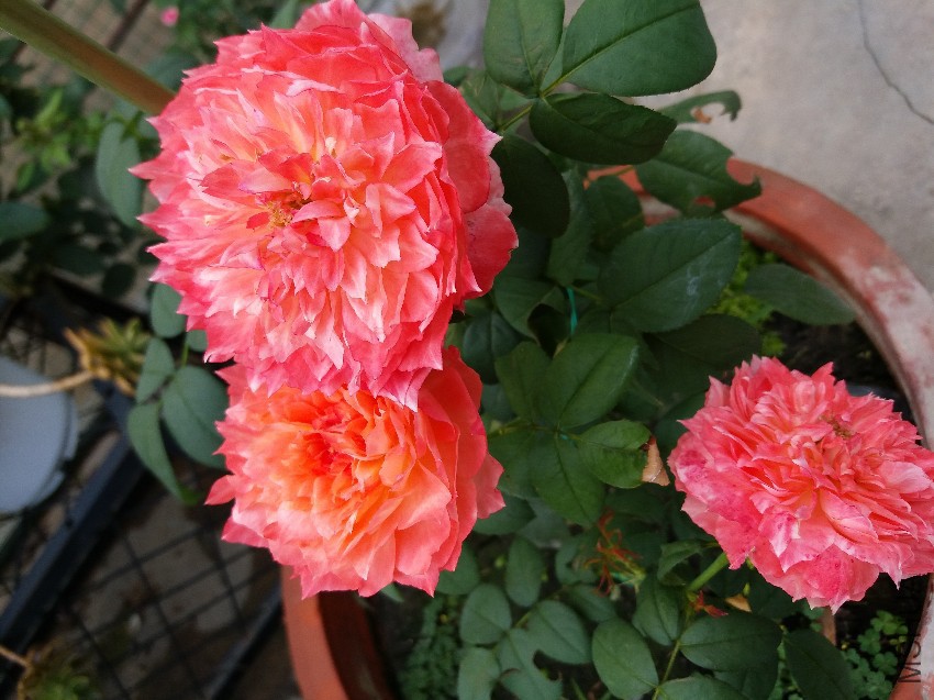 20160728_095402.jpg