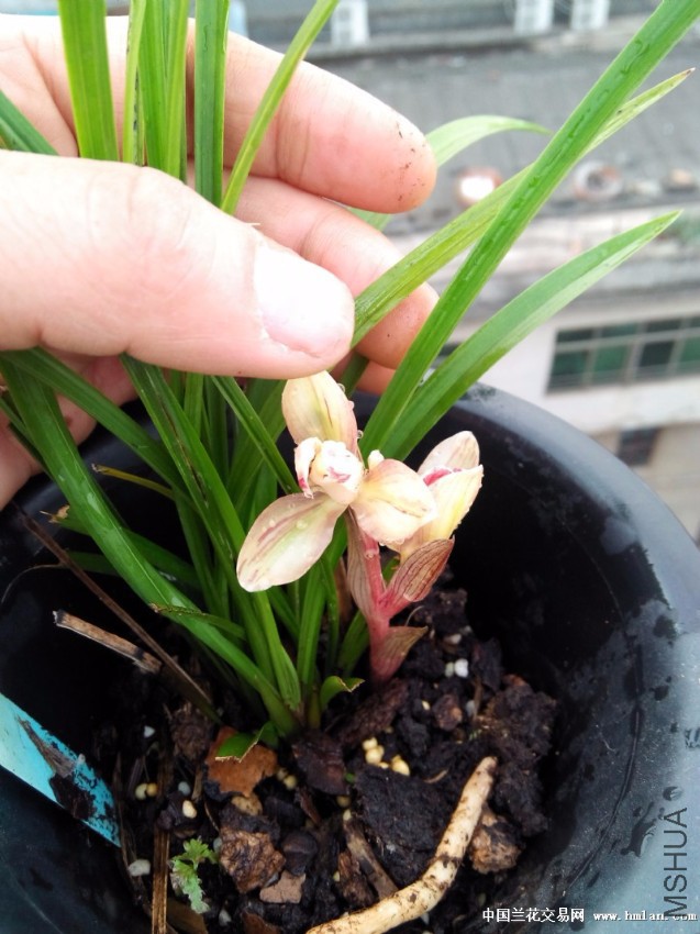 2345_image_file_copy_2.jpg
