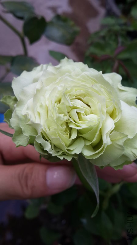 20160822_190542.jpg