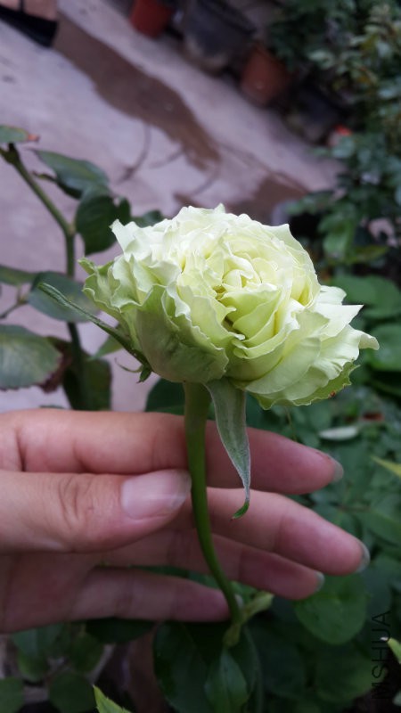 20160822_190537.jpg