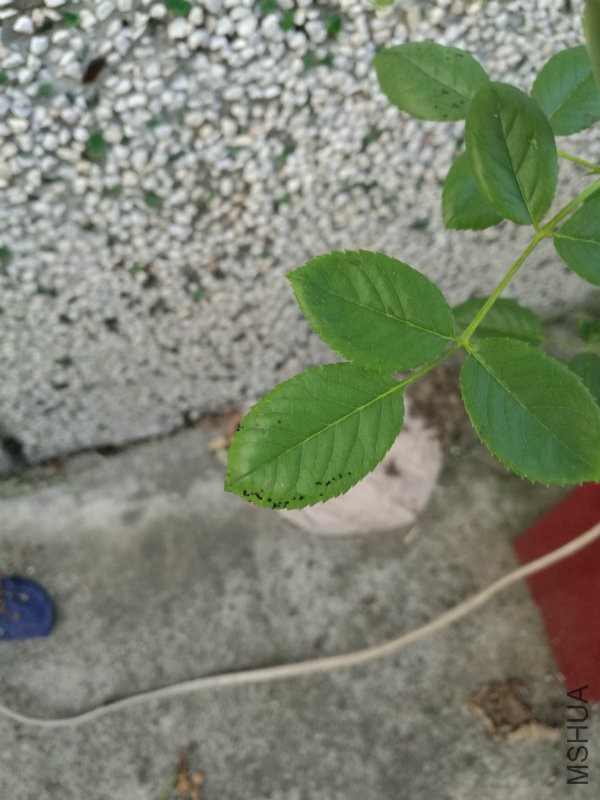 IMG_20160823_181728.jpg