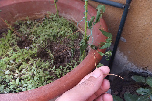 DSCF4509.JPG
