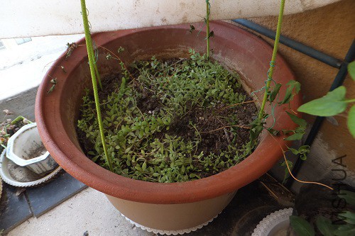 DSCF4511.JPG