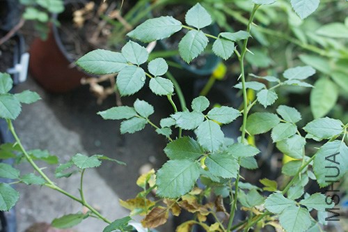 IMG_1684jpg0824.jpg