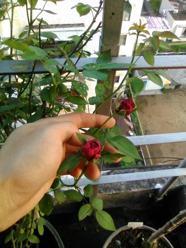 IMG_20160823_181123.jpg