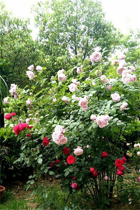 IMG_20160508_093509.JPG