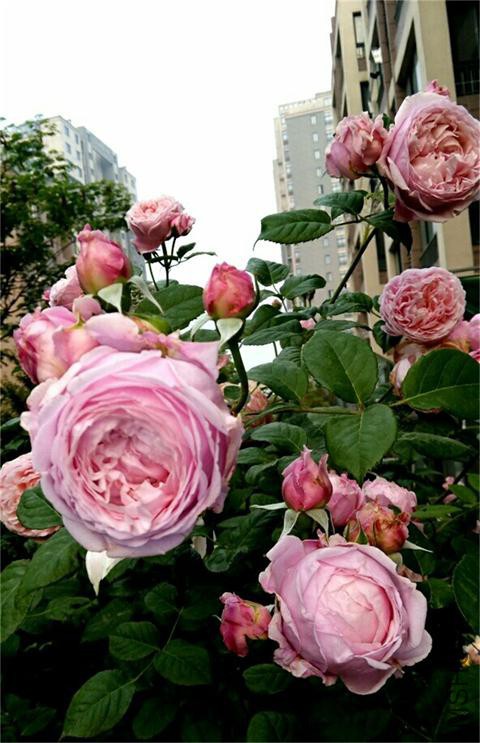 IMG_20160508_094855.JPG