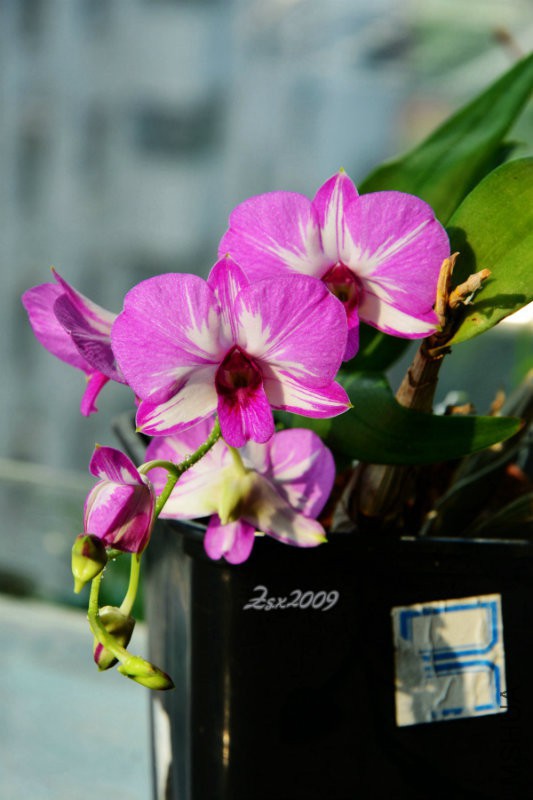 DSC_0770.JPG