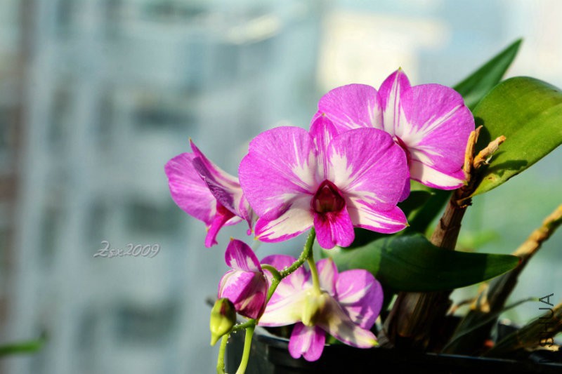 DSC_0771.JPG