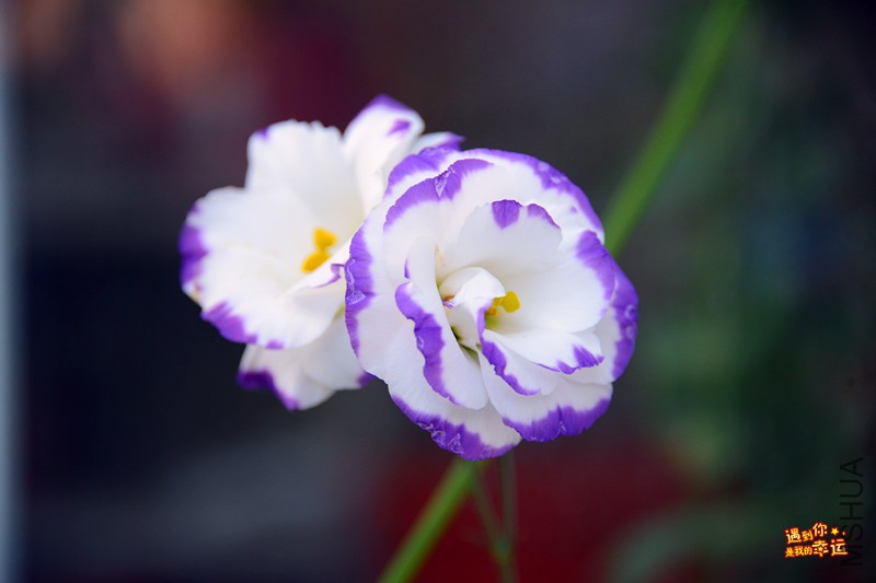 ��Ƭ 001_����.jpg