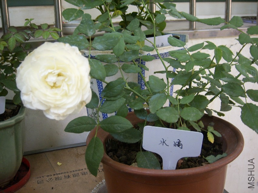 SPA50030.JPG