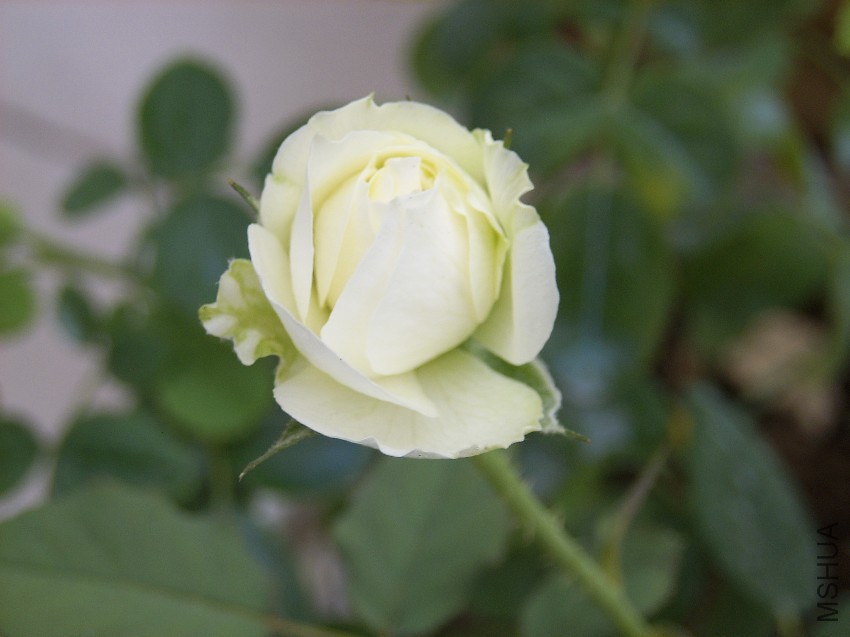 SPA50138.JPG