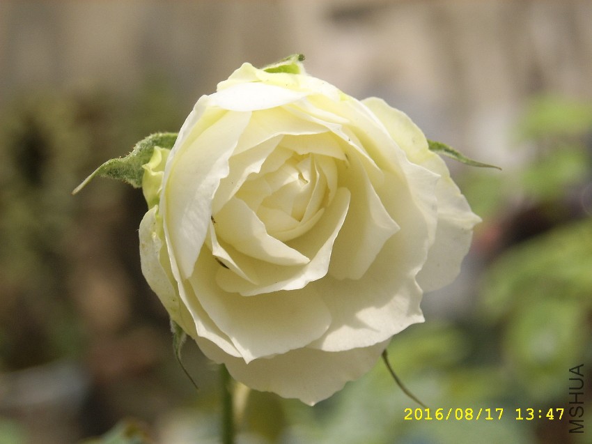 SPA50142.JPG