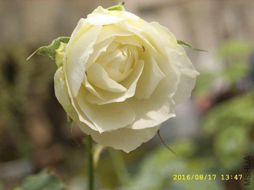 SPA50143.JPG
