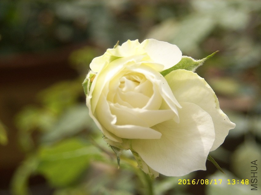 SPA50144.JPG