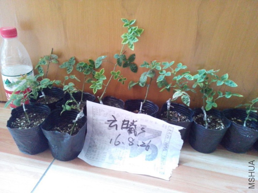 G�ձ�����֦����.jpg