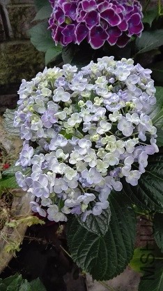 IMG_20160519_182235.jpg