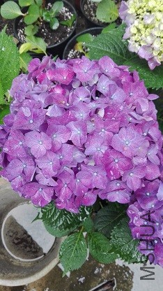 IMG_20160529_145719.jpg